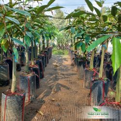 Kỹ thuật trồng sầu riêng đạt năng suất cao Cây Giống Sầu Riêng Thái Monthong Chất Lượng - Thảo Cây Giống
