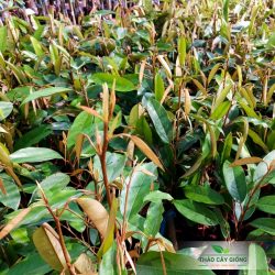 Cây giống sầu riêng Thái Monthong Cây Giống Sầu Riêng Thái Monthong Chất Lượng - Thảo Cây Giống