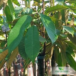Cây giống sầu riêng Thái Monthong Cây Giống Sầu Riêng Thái Monthong Chất Lượng - Thảo Cây Giống