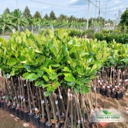 Cây Mít Thái Siêu Sớm Cây Giống Mít Thái Siêu Sớm- Thảo Cây Giống