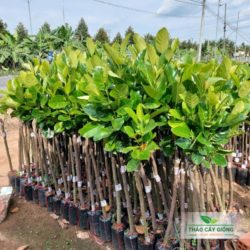 Cây Mít Thái Siêu Sớm Cây Giống Mít Thái Siêu Sớm- Thảo Cây Giống