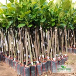 Cây Mít Thái Siêu Sớm Cây Giống Mít Thái Siêu Sớm- Thảo Cây Giống