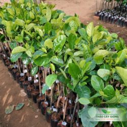 Cây Mít Thái Siêu Sớm Cây Giống Mít Thái Siêu Sớm- Thảo Cây Giống