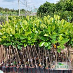 Cây Giống Mít Thái Siêu Sớm- Thảo Cây Giống