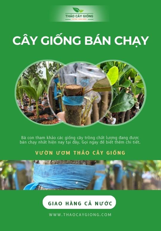 Trang chủ Cây giống bán chạy - Thảo Cây Giống