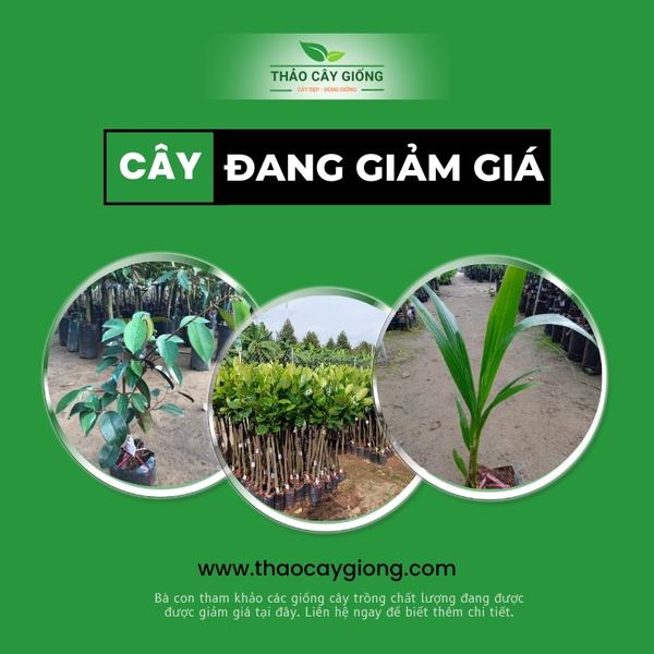Trang chủ Cây giảm giá - Thảo Cây giống
