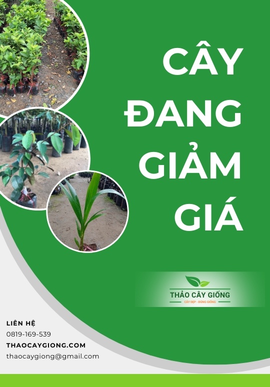 Trang chủ Cây giống Giảm Giá - Thảo Cây Giống