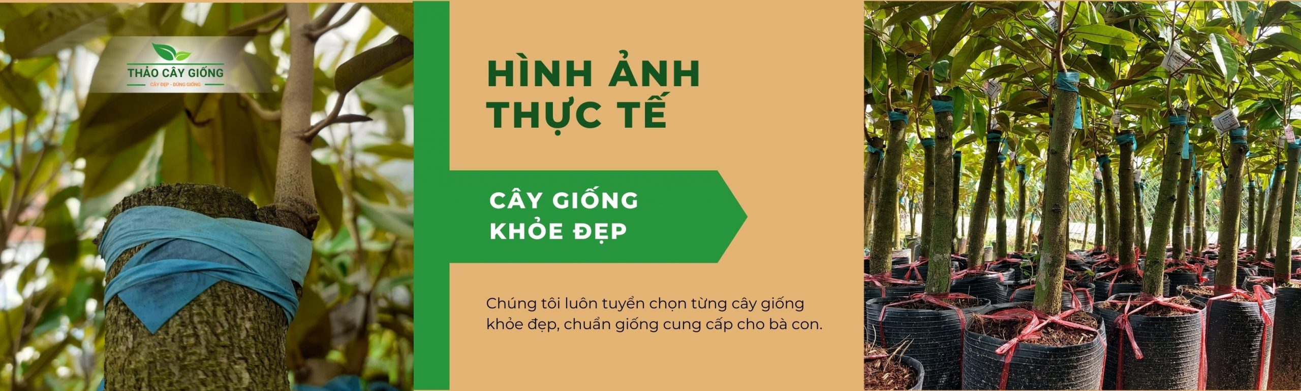 Trang chủ Thảo cây giống - hình ảnh cây giống thực tế
