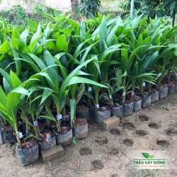 Trang chủ Cây Giống Dừa Xiêm Đỏ Mã Lai - Thảo Cây Giống