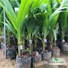 Cây Giống Dừa Xiêm Đỏ Mã Lai - Thảo Cây Giống