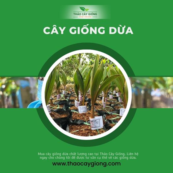 Trang chủ Cây giống dừa chất lượng - Thảo cây giống