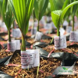 Cây Giống Dừa Xiêm Xanh Lùn - Thảo Cây Giống