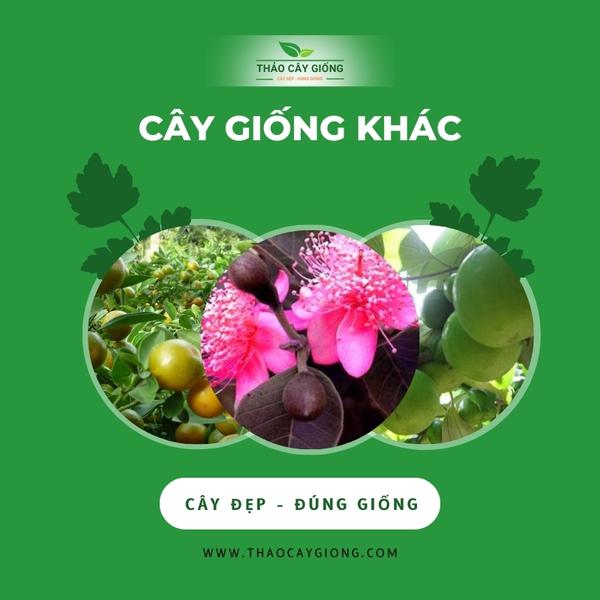 Trang chủ cay giong khac thao cay giong banner mobile