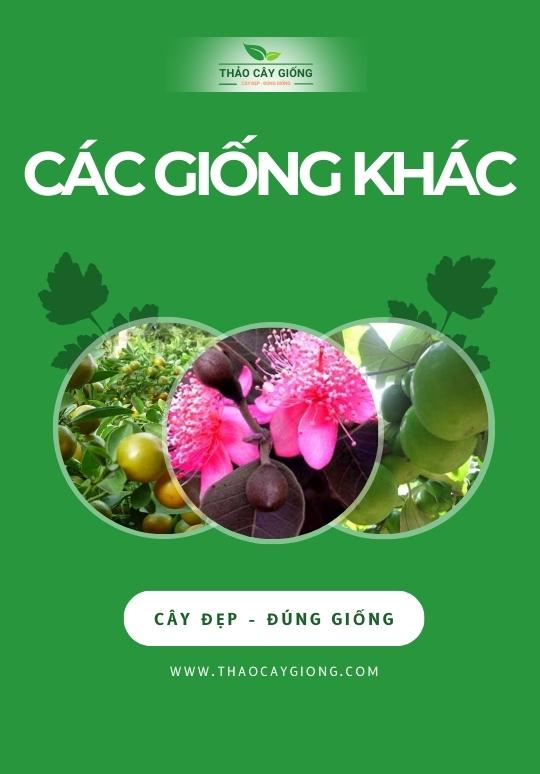 Trang chủ Cây giống Khác - Thảo Cây Giống