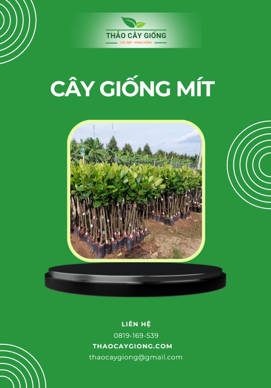 Trang chủ Cây giống mít chất lượng - Thảo cây giống