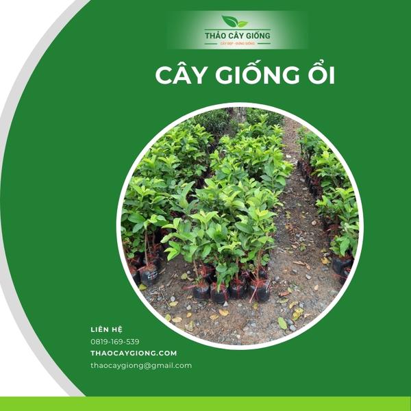 Trang chủ Cây giống ổi chất lượng - Thảo cây giống