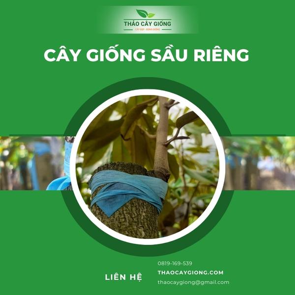 Trang chủ Cây giống sầu riêng chất lượng - Thảo cây giống