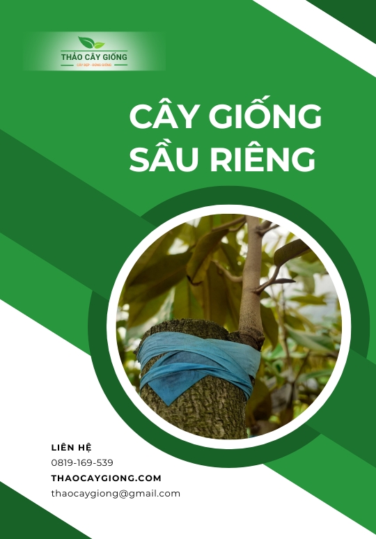 Trang chủ Cây giống Sầu Riêng - Thảo Cây Giống
