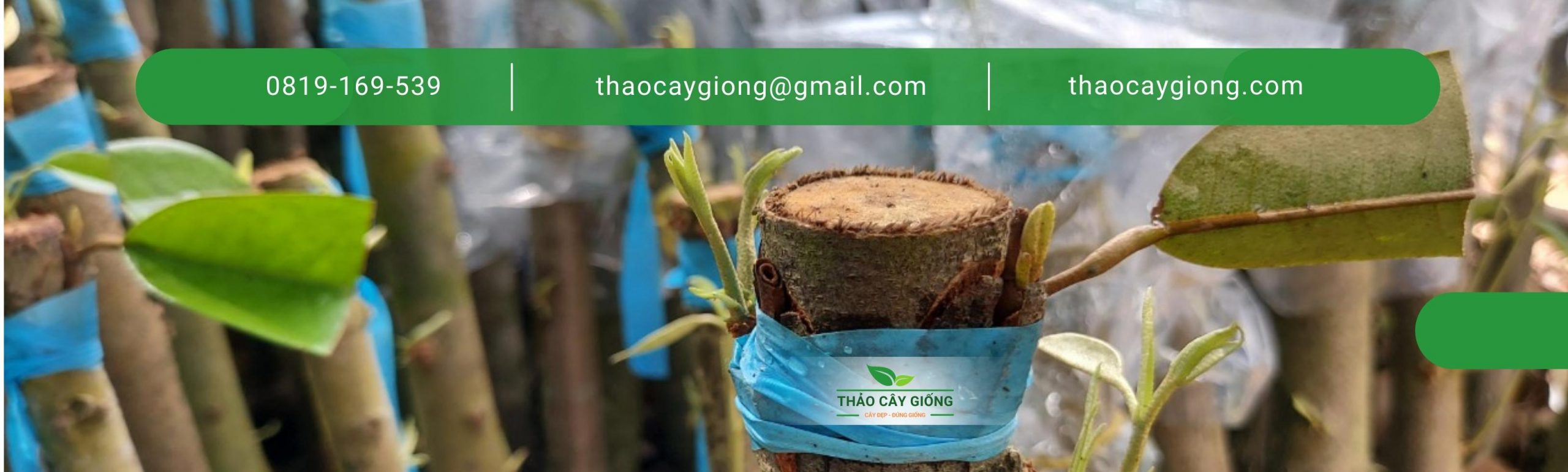 Trang chủ Liên hệ Thảo cây giống