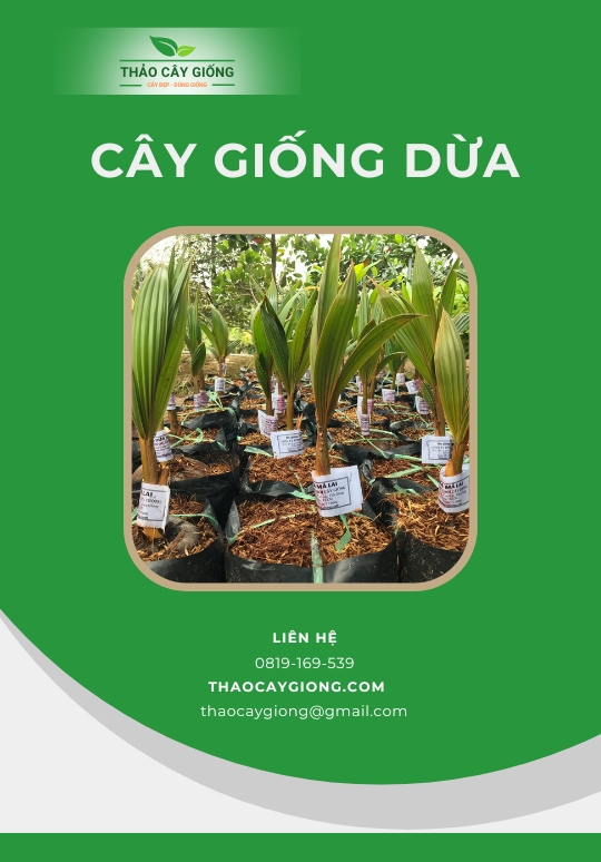 Trang chủ Cây giống Dừa - Thảo Cây Giống
