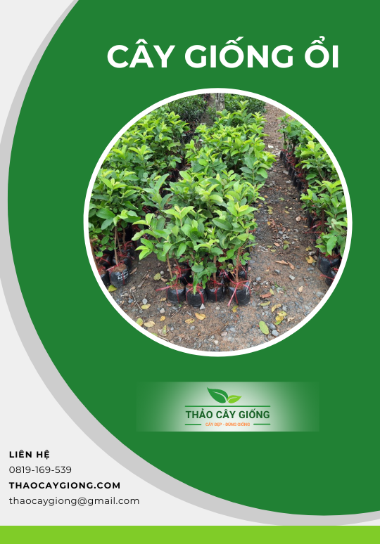 Trang chủ Cây giống Ổi - Thảo Cây Giống