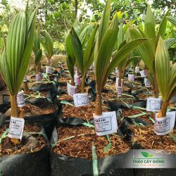 Cây Giống Dừa Xiêm Đỏ Mã Lai - Thảo Cây Giống