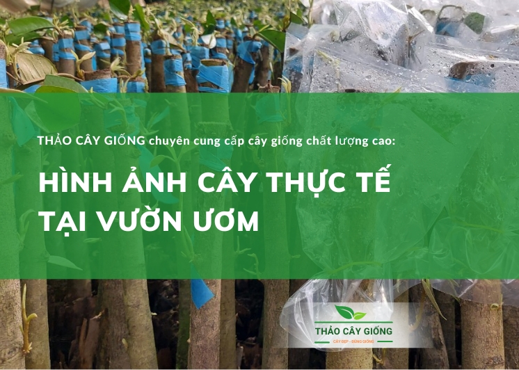 Trang chủ Hình ảnh cây giống sầu riêng thực tế tại vườn ươm Thảo Cây Giống