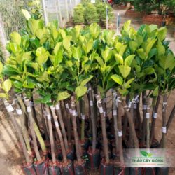 Kỹ thuật trồng sầu riêng đạt năng suất cao Mít Ruột đỏ Sơ Vàng Indo - Thảo Cây Giống