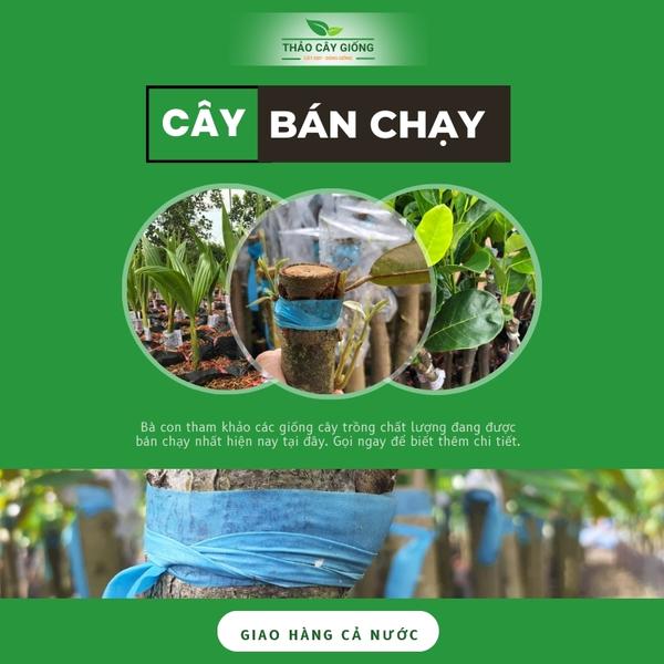 Trang chủ Cây bán chạy tại Thảo Cây Giống