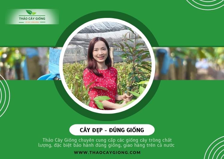 Trang chủ Cây giống chất lượng - Thảo cây giống