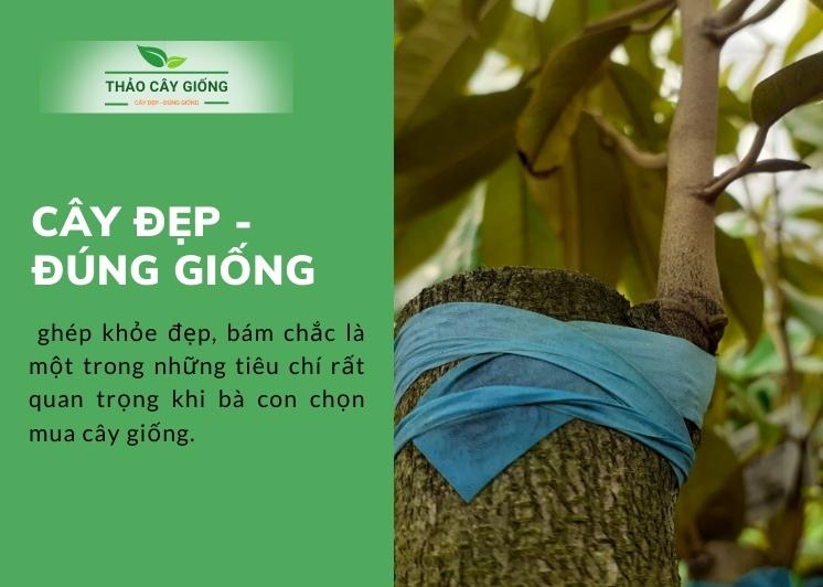 Trang chủ Cây giống chất lượng - Thảo cây giống