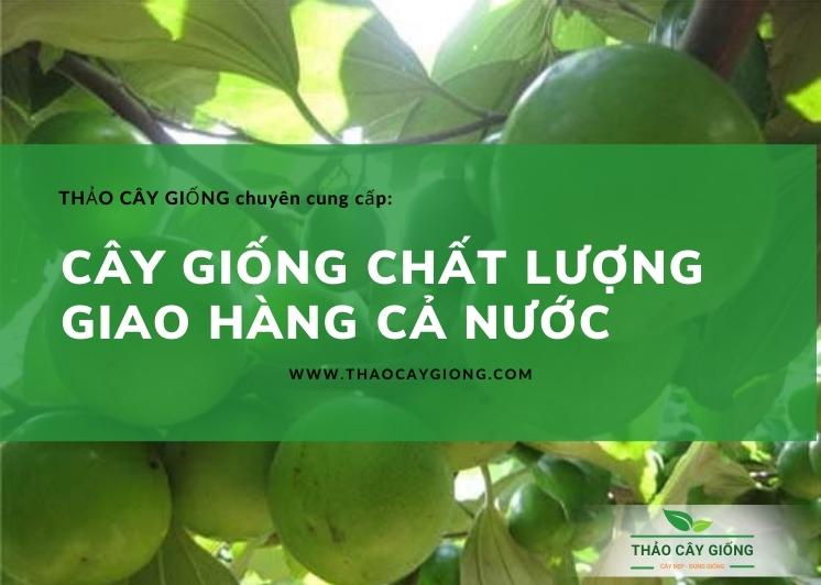 Trang chủ Cây giống chất lượng - Thảo cây giống