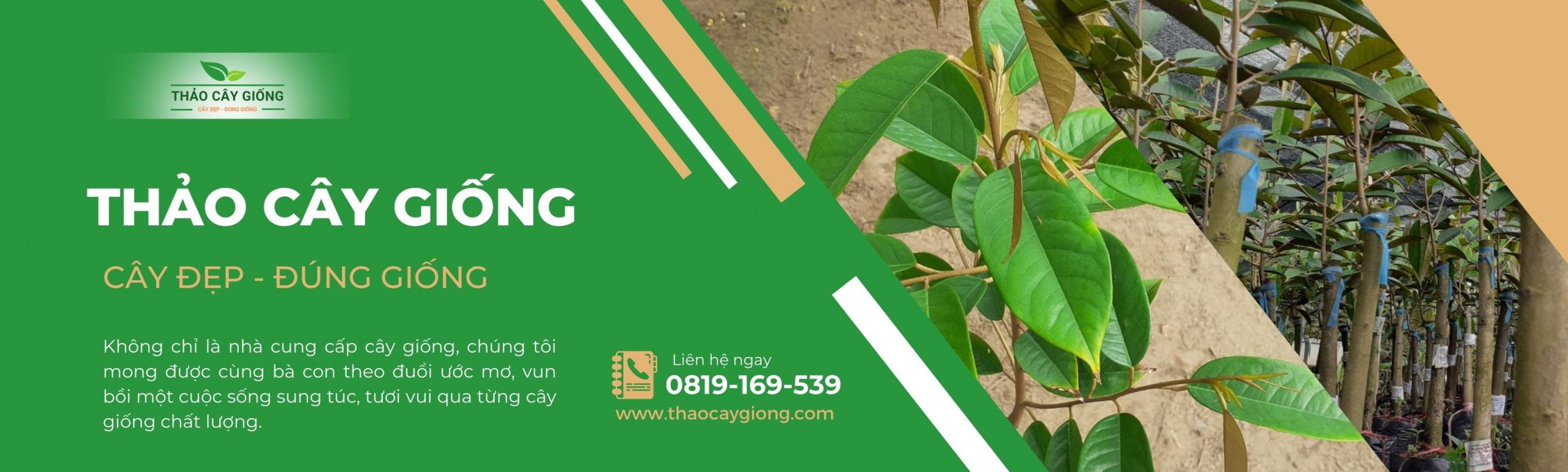 Trang chủ Cây giống chất lượng - Thảo cây giống