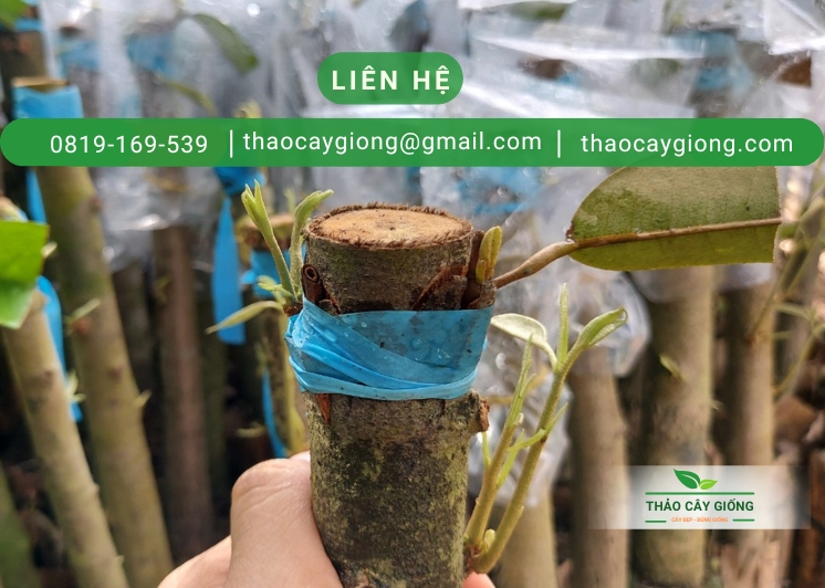 Trang chủ Thông tin liên hệ Thảo Cây Giống