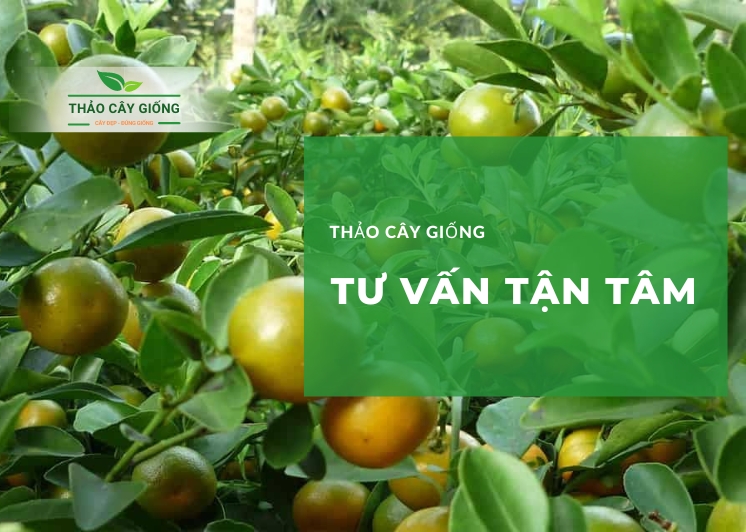 Trang chủ Thảo Cây Giống tư vấn tận tâm cho bà con