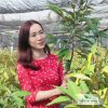 Cây giống sầu riêng Ri6 Cây giống sầu riêng Thái Monthong chất lượng - Thảo cây giống