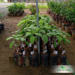 Mua Cây Giống Dâu Vàng Chất Lượng Tại Thảo Cây Giống