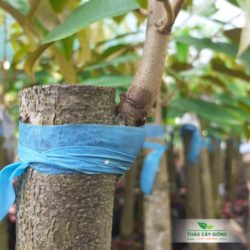 Kỹ thuật trồng sầu riêng đạt năng suất cao Cây Giống Sầu Riêng Musang King Chất Lượng - Thảo Cây Giống