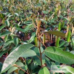 Cây giống sầu riêng Ri6 Cây Giống Sầu Riêng Ri6 Chất Lượng - Thảo Cây Giống