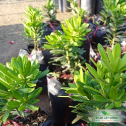 Mua Cây Giống Tùng Kim Cương Chất Lượng Tại Thảo Cây Giống