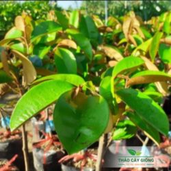 Cây Giống Vú Sữa Tím Mica Chất Lượng - Thảo Cây Giống