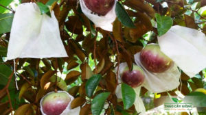 Cây Giống Vú Sữa Tím Mica Chất Lượng - Thảo Cây Giống