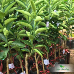 Mua Cây Giống Cam Sành Chất Lượng - Thảo Cây Giống