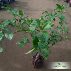 Mua Cây Giống Chanh đào Chất Lượng Tại Thảo Cây Giống