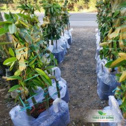 Cây giống bán chạy