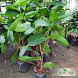 Mua Cây Giống Mận An Phước Chất Lượng Tại Thảo Cây Giống