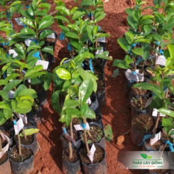 Cây giống Mãng cầu xiêm Thái Mua Cây Giống Mãng Cầu Xiêm Thái Chất Lượng Tại Thảo Cây Giống