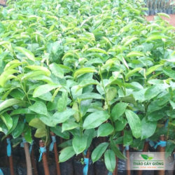 Cây giống Mãng cầu xiêm Thái Mua Cây Giống Mãng Cầu Xiêm Thái Chất Lượng Tại Thảo Cây Giống
