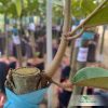 Cây giống sầu riêng Ri6 Cây Giống Sầu Riêng Black Thorn Chất Lượng - Thảo Cây Giống