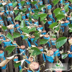 Cây giống sầu riêng Black Thorn Cây Giống Sầu Riêng Black Thorn Chất Lượng - Thảo Cây Giống